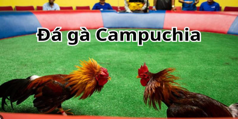 Đá Gà Campuchia