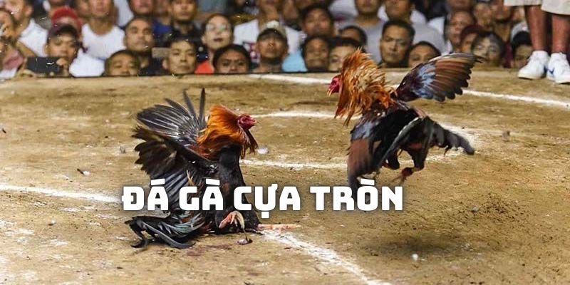 Đá gà cựa tròn